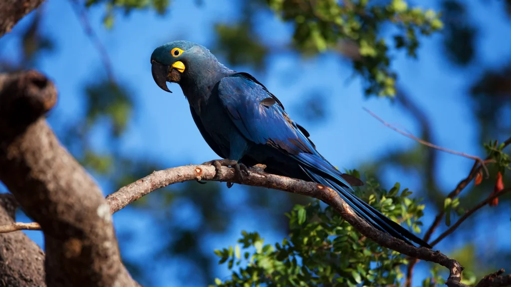 Lear’s Macaw Conservation Program
