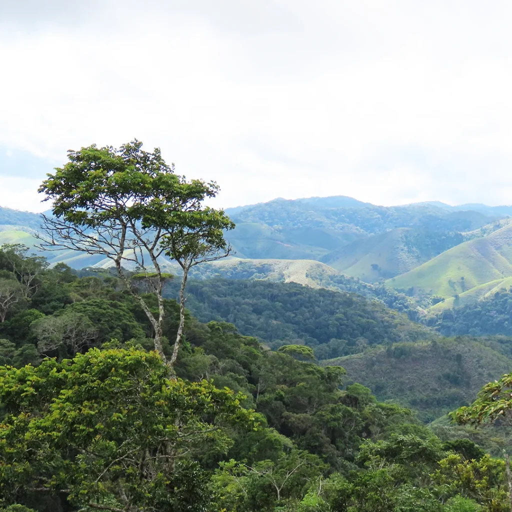 Protecting the Atlantic Rainforest’s bird treasure chest through landholding regularization