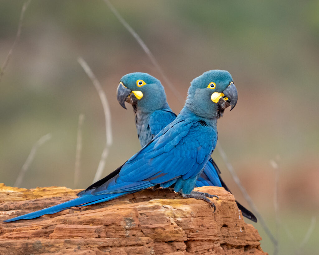 Arara-azul-de-lear: da beira da extinção à liberdade no sertão baiano