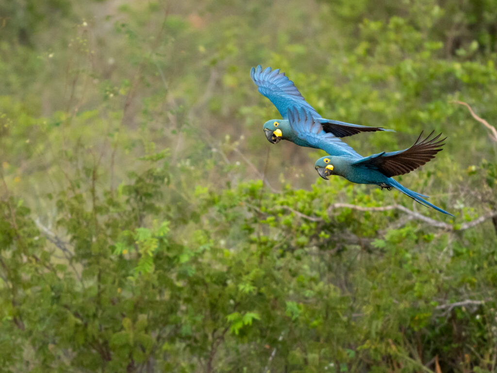 Biodiversitas – 7 Maravilhas da Natureza