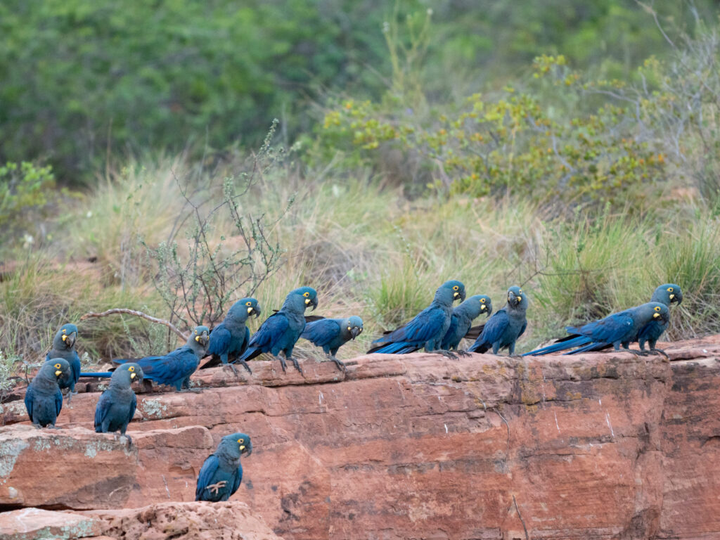 Institutional support for the Biodiversitas Foundation